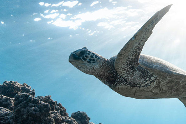 Indispensables pour la photographie sous-marine