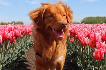 10 tips for photographing tulips