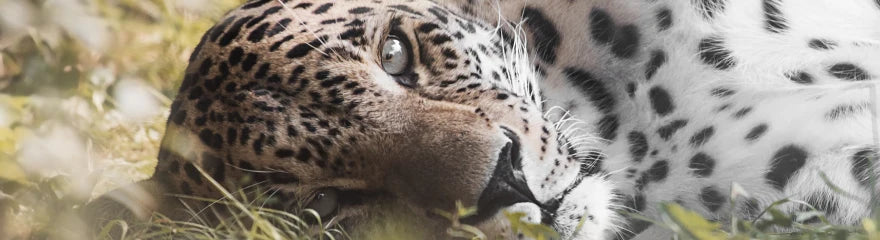 Quel objectif choisir pour la photographie animalière
