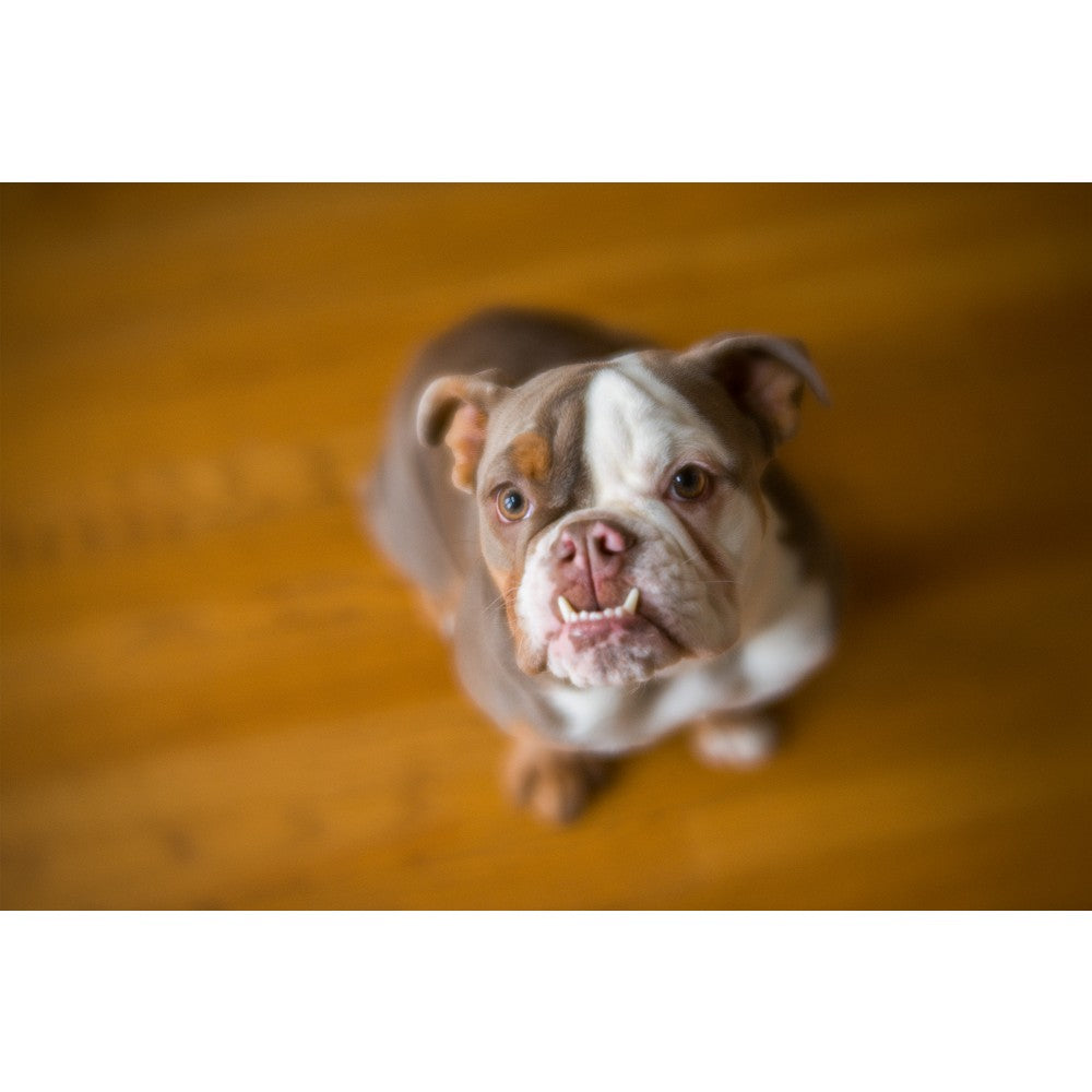 Lensbaby Velvet Objectif 56 Sony E-Mount noir