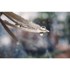 Lensbaby Velvet Objectif 56 Sony E-Mount noir