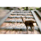 LensBaby Composer Pro II Sony A mit Sweet 50