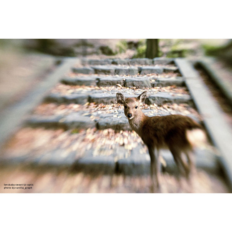 LensBaby Composer Pro II Sony A mit Sweet 50