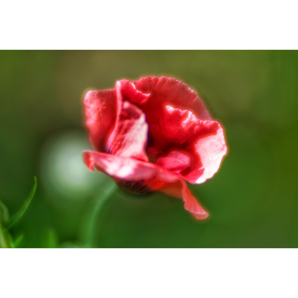 Lensbaby Velvet 85 Noir Pour Nikon