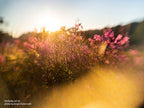 Lensbaby Sol 22 MFT