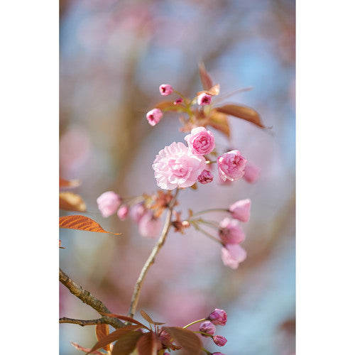 Zeiss Otus 100mm f/1.4 ZE für Canon