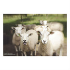 Lensbaby Composer Pro II von Canon RF mit Sweet 35