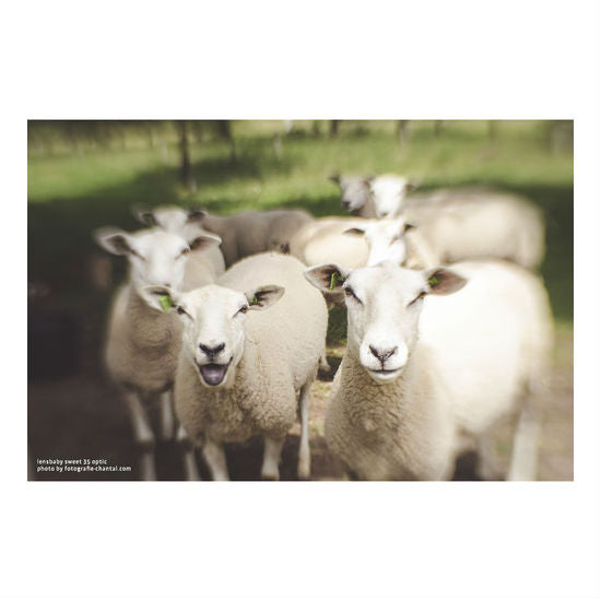 Lensbaby Composer Pro II von Canon RF mit Sweet 35