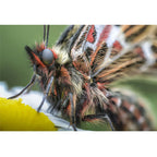 Laowa 100mm f/2.8 2X Ultra-Macro APO Objectif pour Canon RF