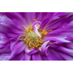 Lensbaby Spark 2.0 Sony E