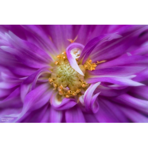 Lensbaby Spark 2.0 Canon EF