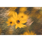 Lensbaby Composer Pro II w/ Double Glass II für Canon RF