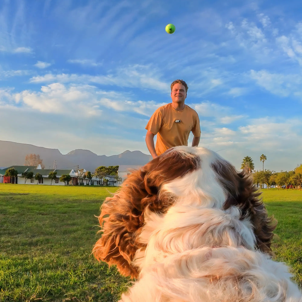 Insta360 Harnais pour animaux de compagnie Taille S