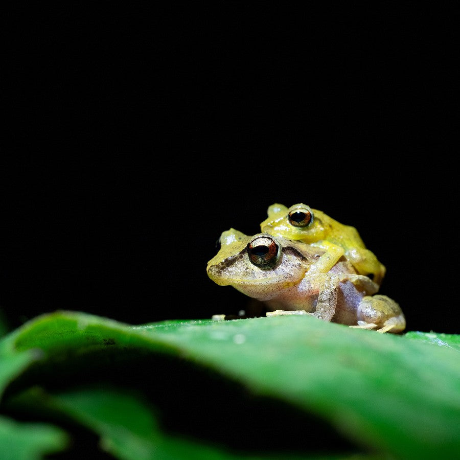 Tamron 90mm f/2.8 Di III Macro VXD Sony FE