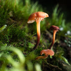 Tamron 90mm f/2.8 Di III Macro VXD Sony FE