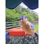 Bird Buddy 2.0 Mangeoire d'oiseaux intelligente avec panneau solaire