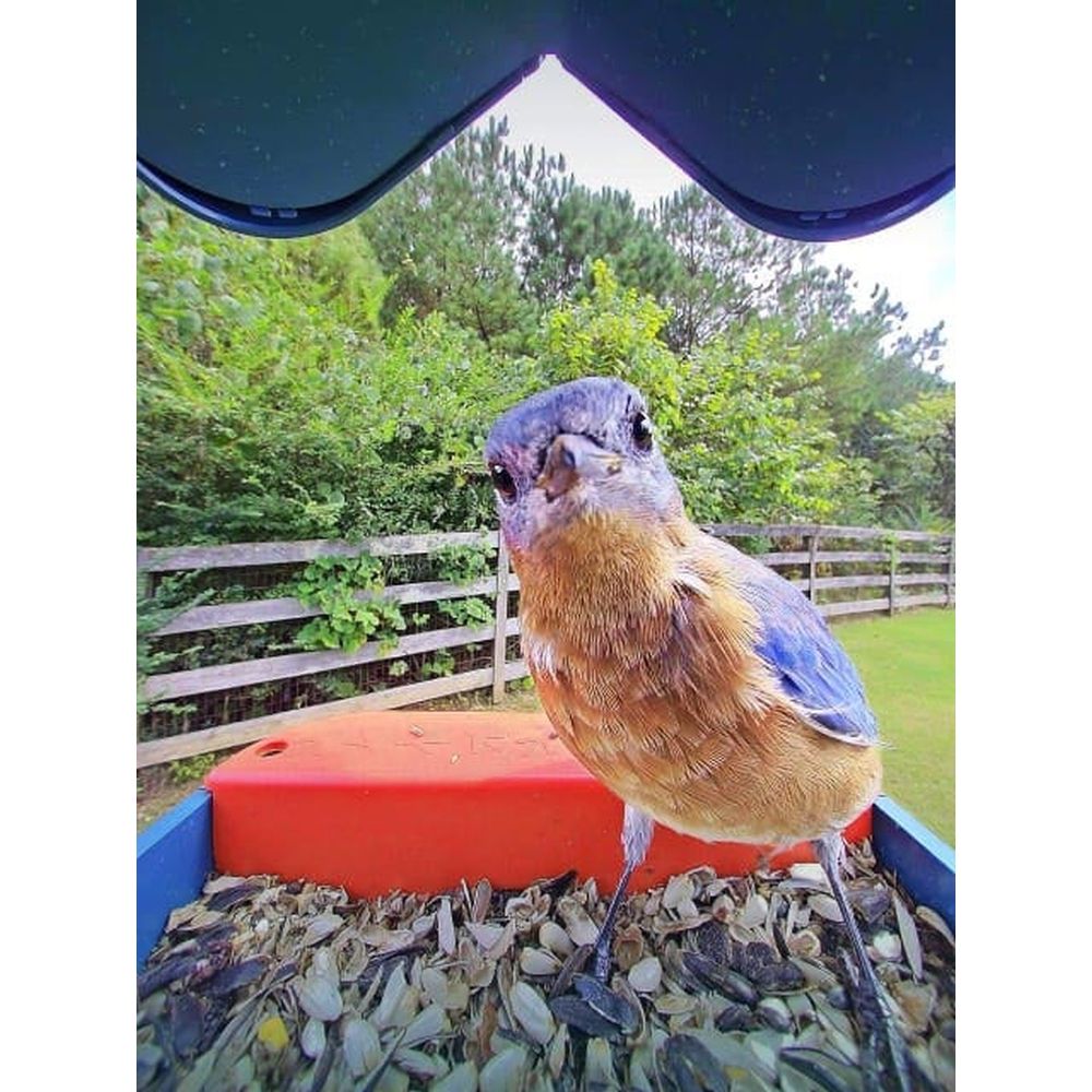 Bird Buddy 2.0 Mangeoire d'oiseaux intelligente avec panneau solaire
