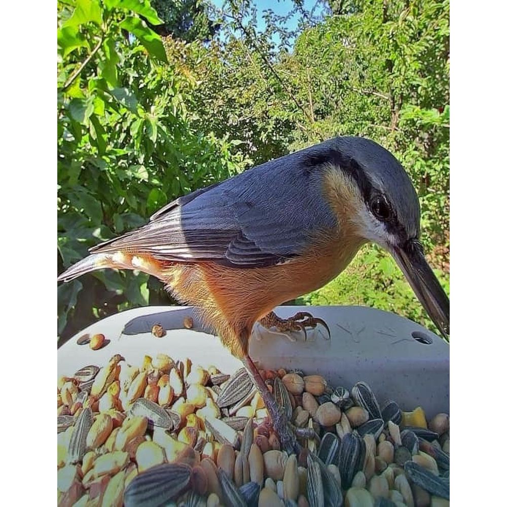 Bird Buddy 2.0 Mangeoire d'oiseaux intelligente avec panneau solaire