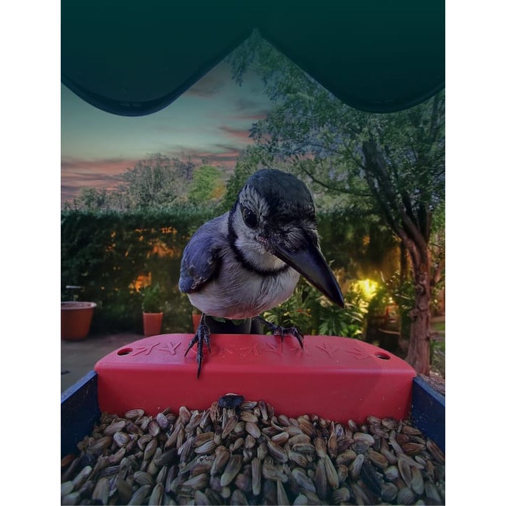 Bird Buddy 2.0 Mangeoire d'oiseaux intelligente avec panneau solaire