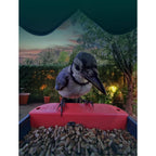 Bird Buddy 2.0 Mangeoire d'oiseaux intelligente avec panneau solaire