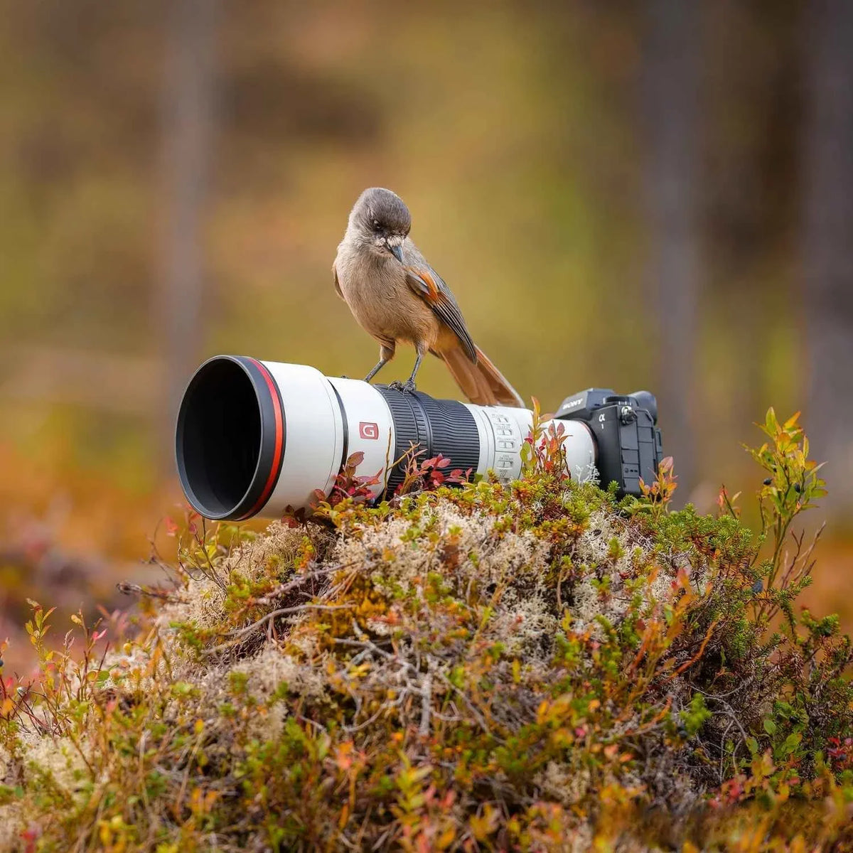 Sony FE 600mm f/6.3 GM OSS + 2.0 Teleconverter