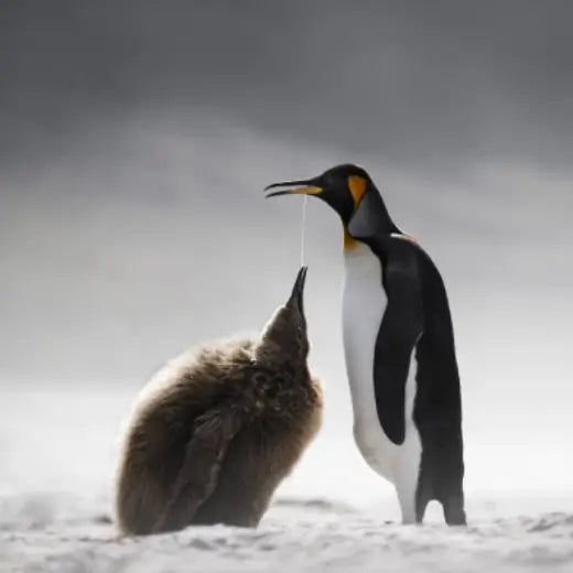 Astuces du photographe nature Alex pour le froid extrême - inspiration Offres d'hiver