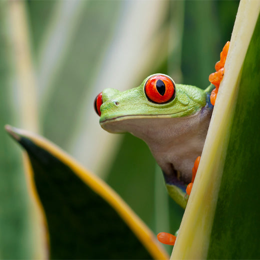 Inspiration photographie macro - Offres de printemps