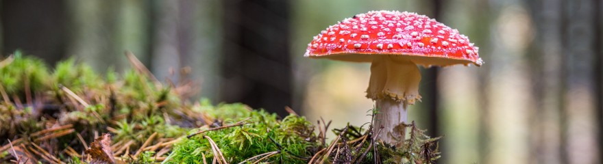 Photographier les champignons